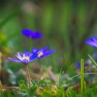 Der Frühling kommt 