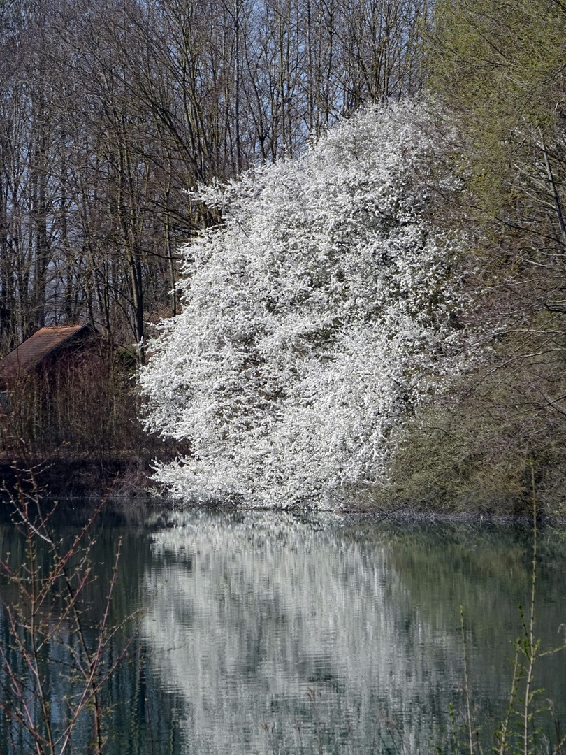 Der Frühling kommt