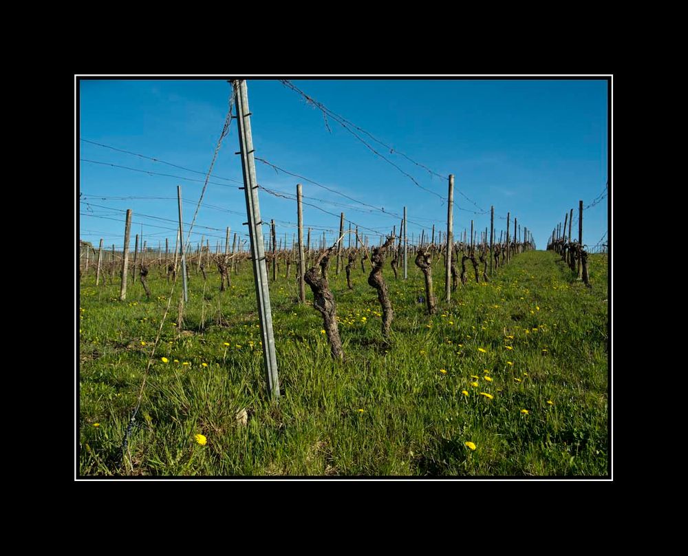 ... der Frühling kommt ...