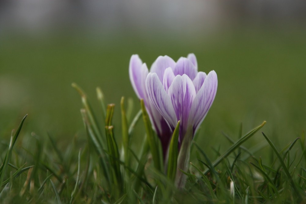 Der Frühling kommt