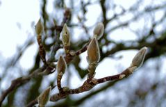 Der Frühling kommt.