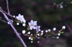 Der Frühling kommt !