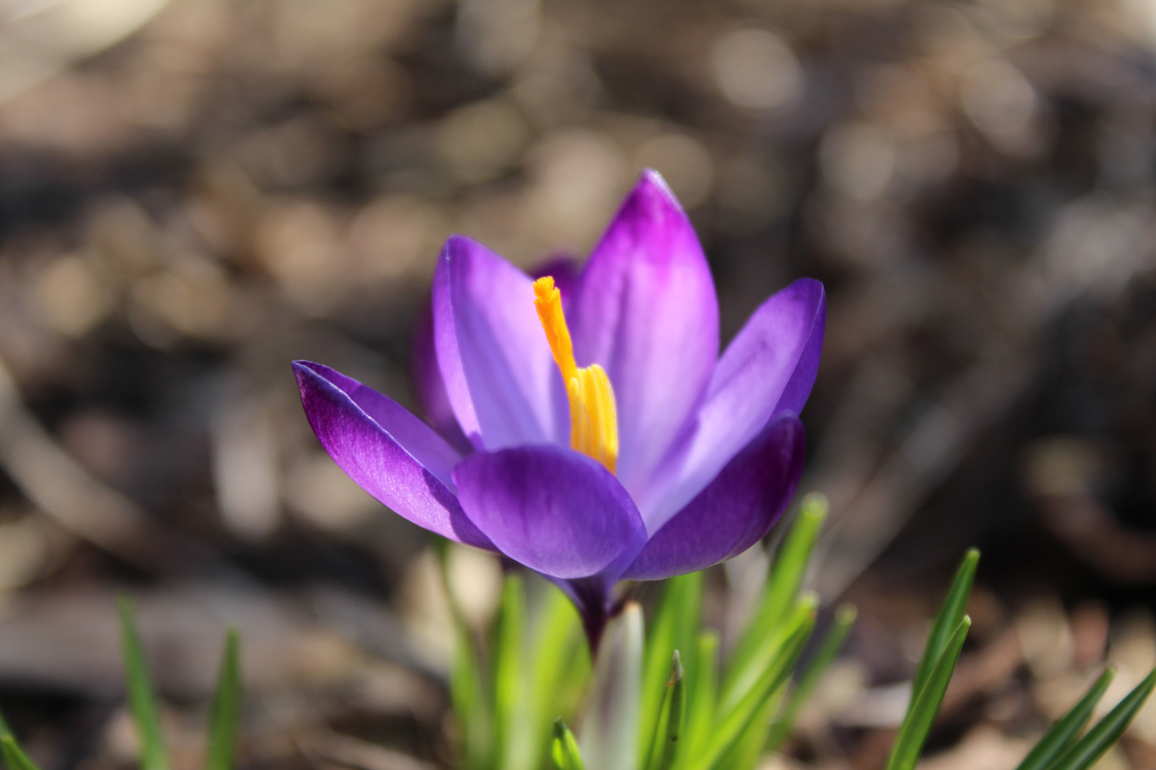 Der Frühling kommt... :-)