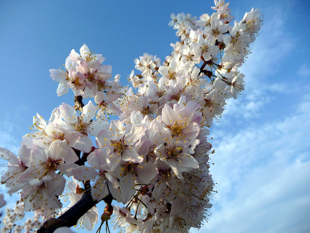 Der Frühling kommt