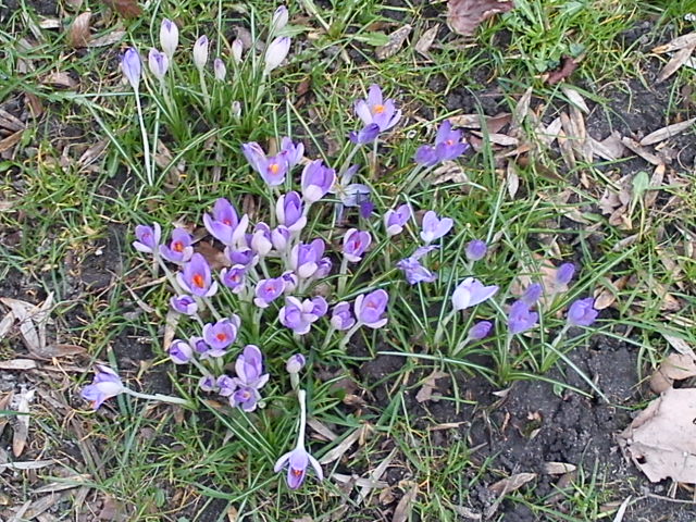 Der Frühling kommt