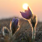 Der Frühling kommt