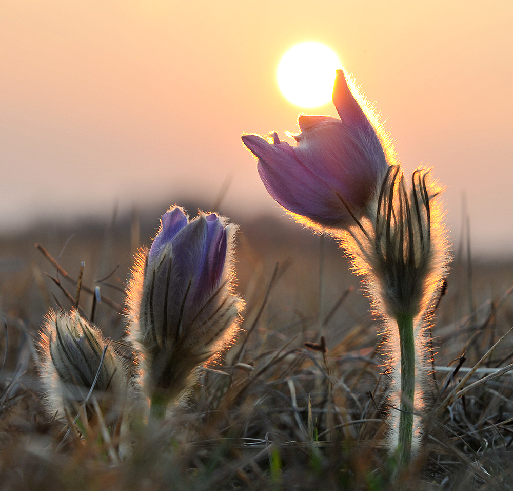 Der Frühling kommt