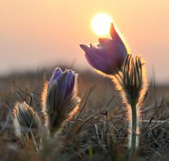 Der Frühling kommt