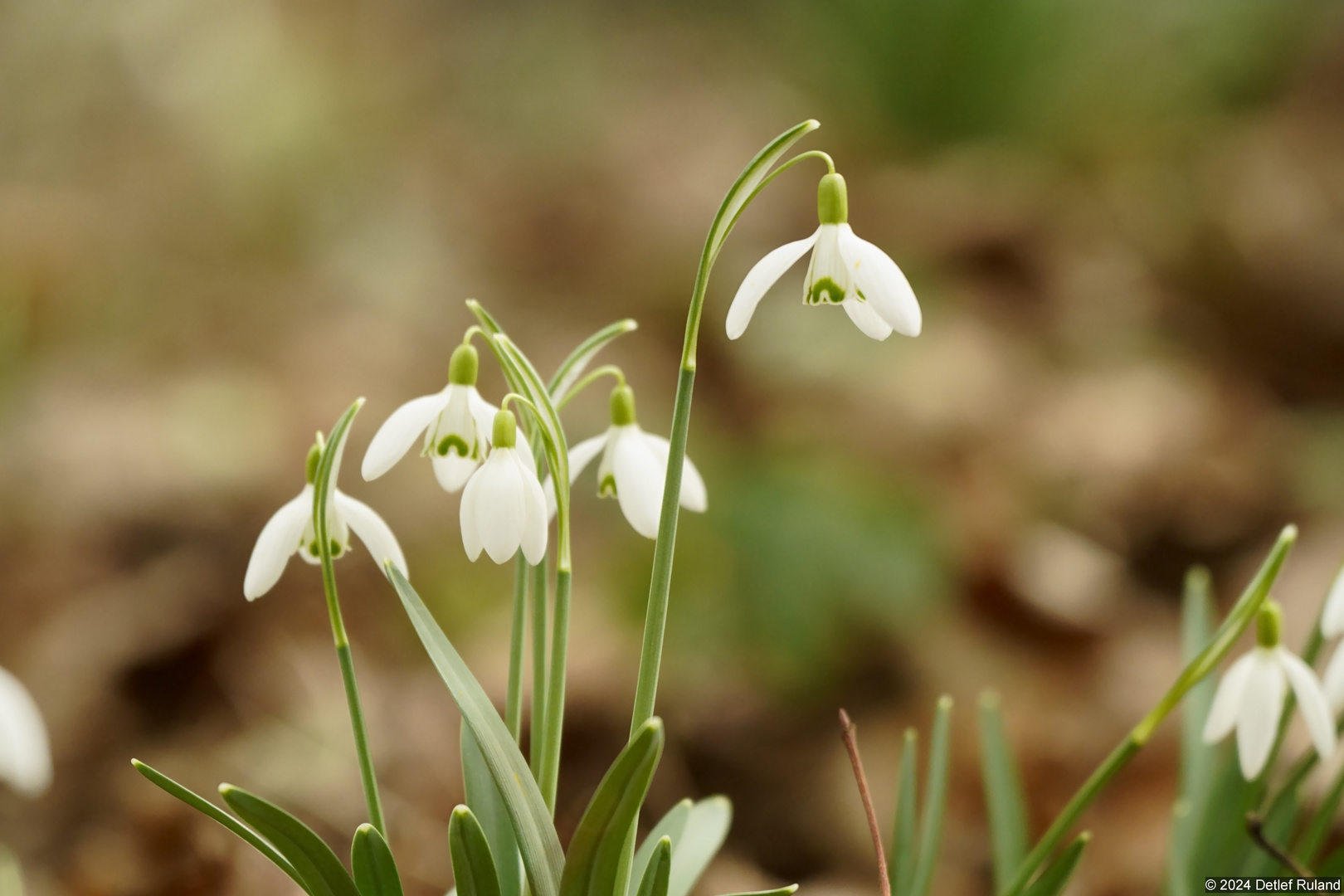 Der Frühling kommt # 9