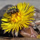 Der Frühling kommt.