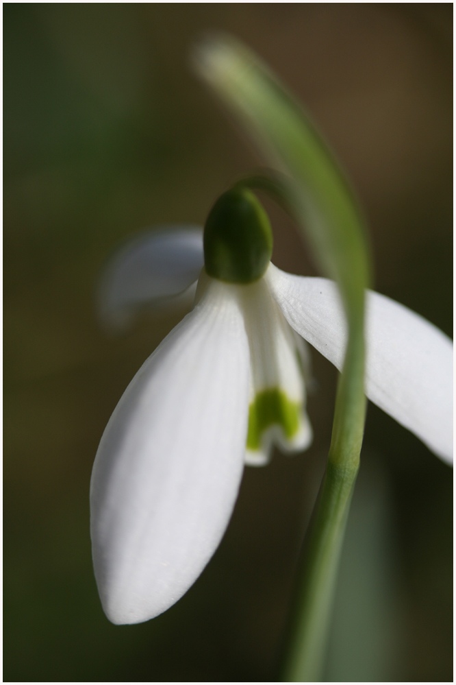 Der Frühling kommt