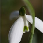 Der Frühling kommt