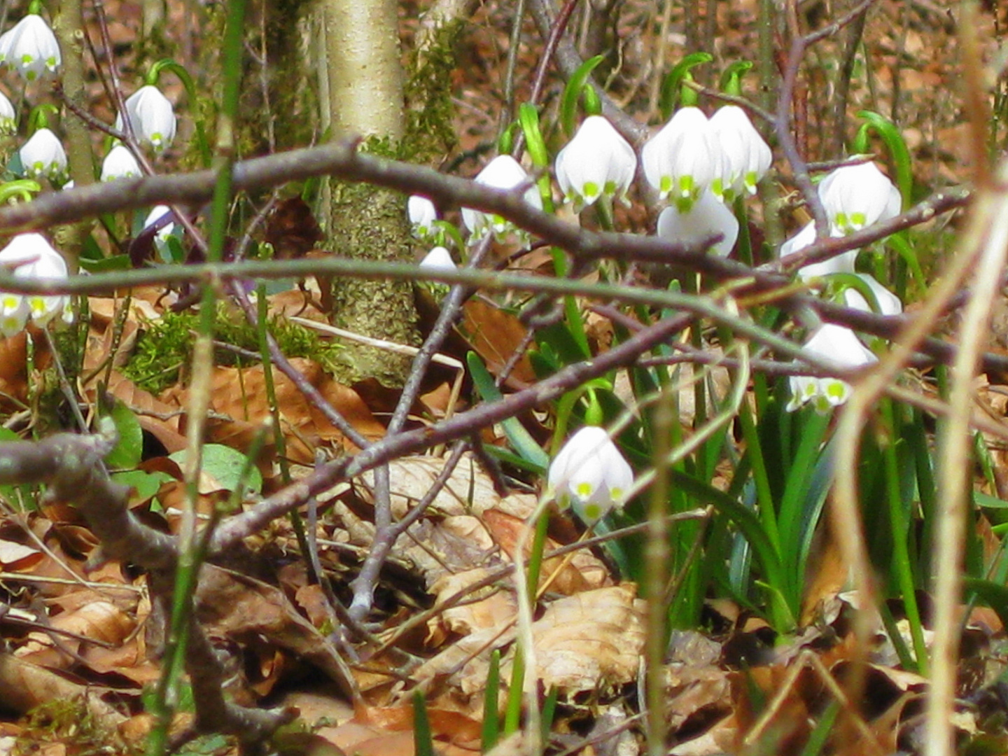 Der Frühling kommt