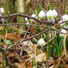 Der Frühling kommt