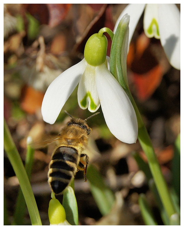 Der Frühling kommt ....