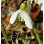 Der Frühling kommt ....