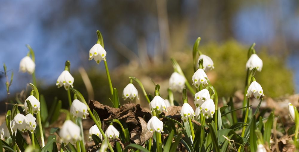 Der Frühling kommt