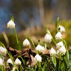 Der Frühling kommt