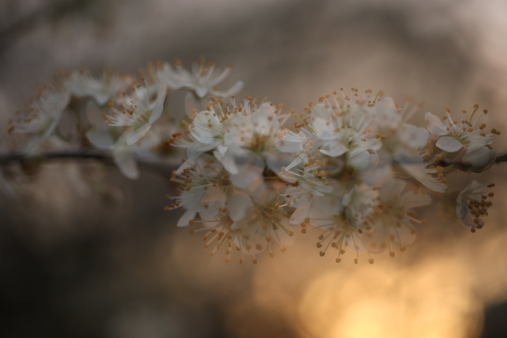 der Frühling kommt