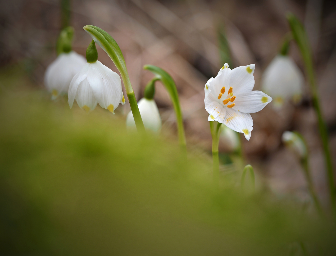 Der Frühling kommt!