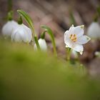 Der Frühling kommt!