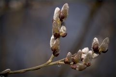 Der Frühling kommt!