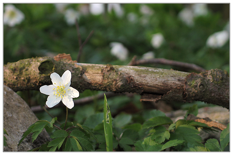 Der Frühling kommt