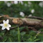 Der Frühling kommt