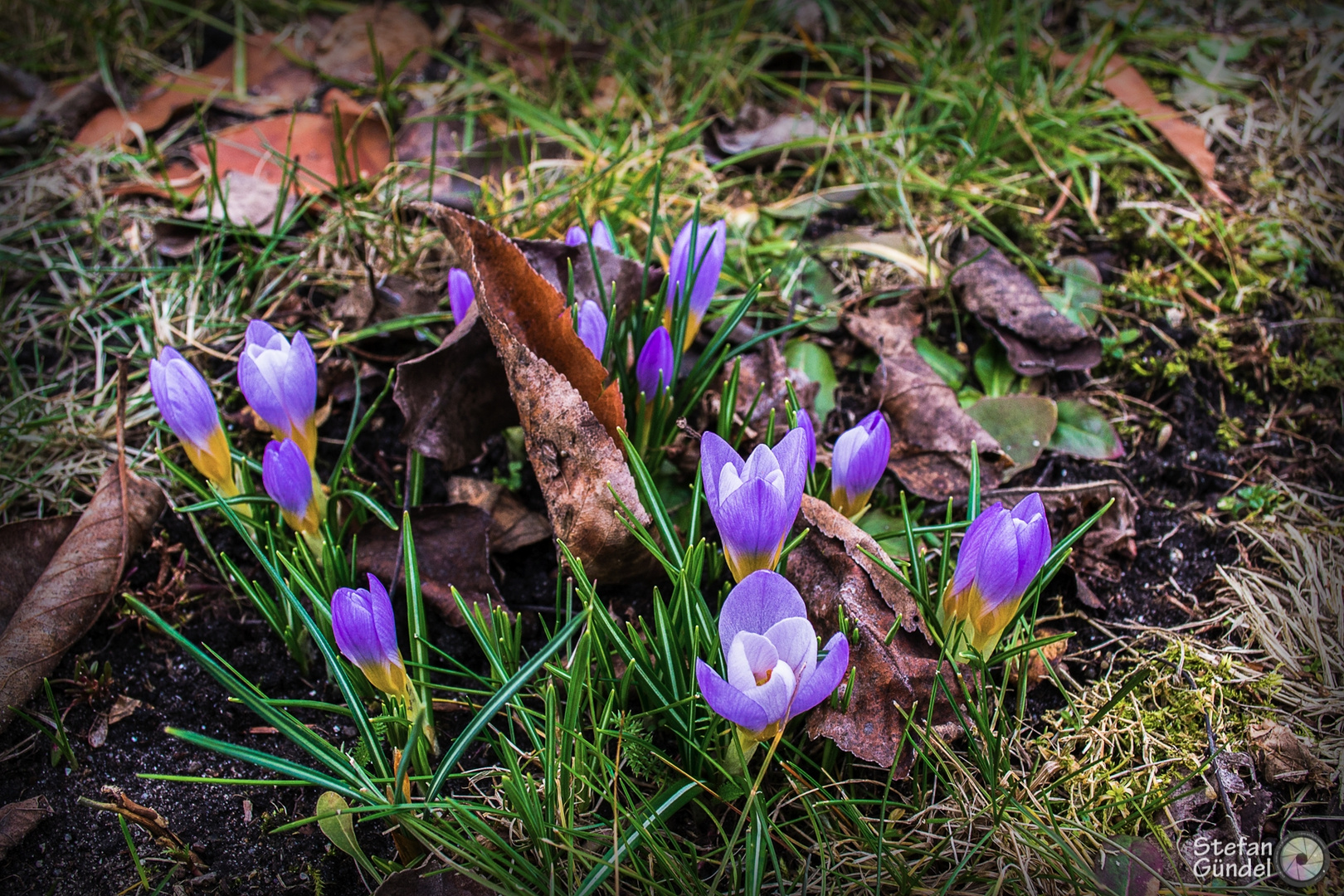 ...der Frühling kommt...