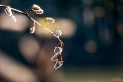 Der Frühling kommt