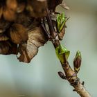 Der Frühling kommt