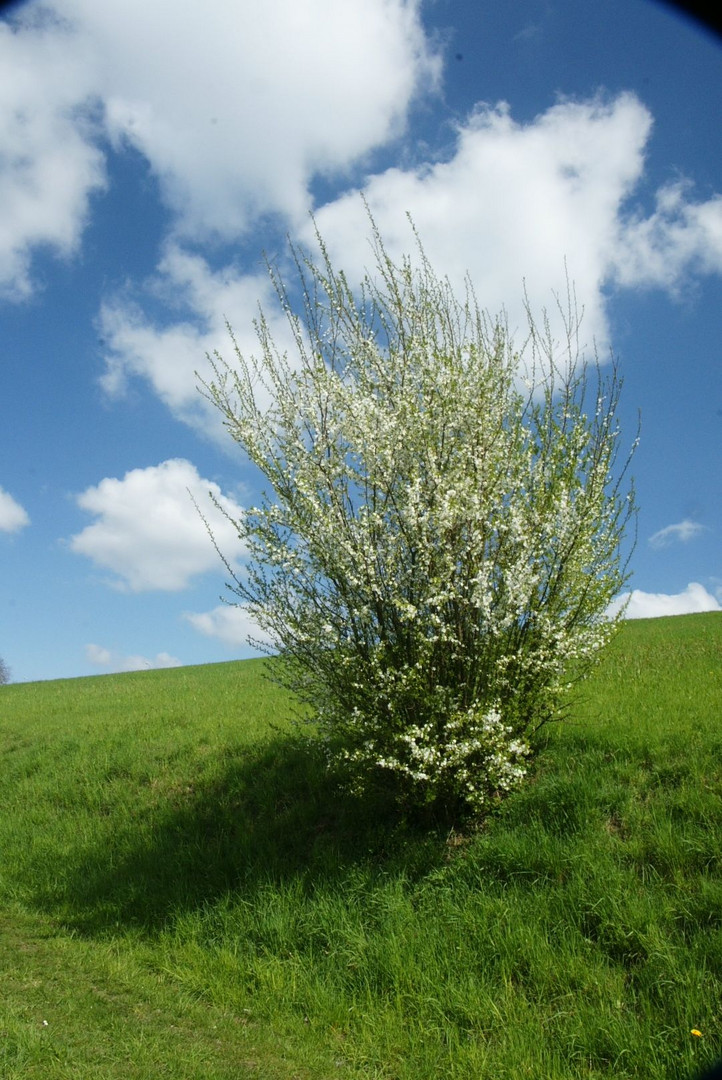 Der Frühling kommt