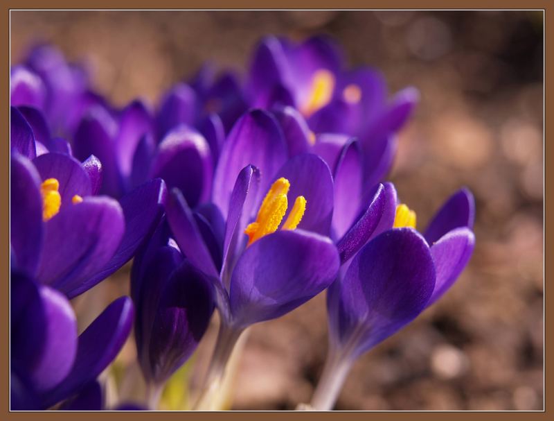 ... der Frühling kommt ...