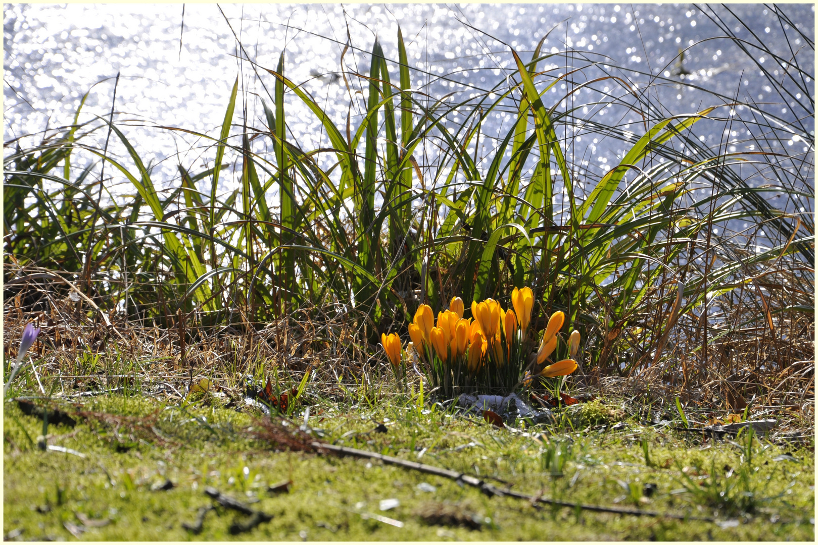 Der Frühling kommt