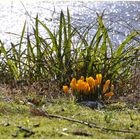 Der Frühling kommt