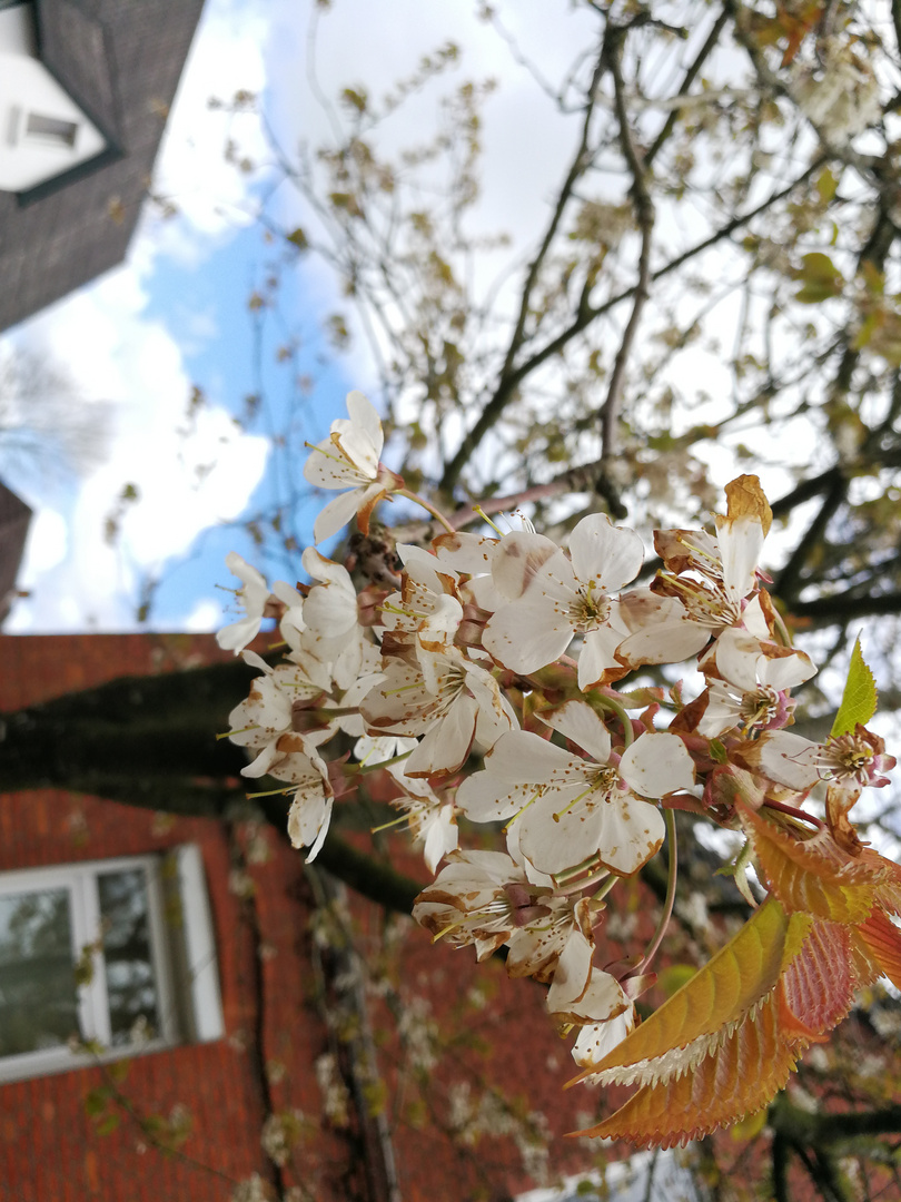 Der Frühling kommt