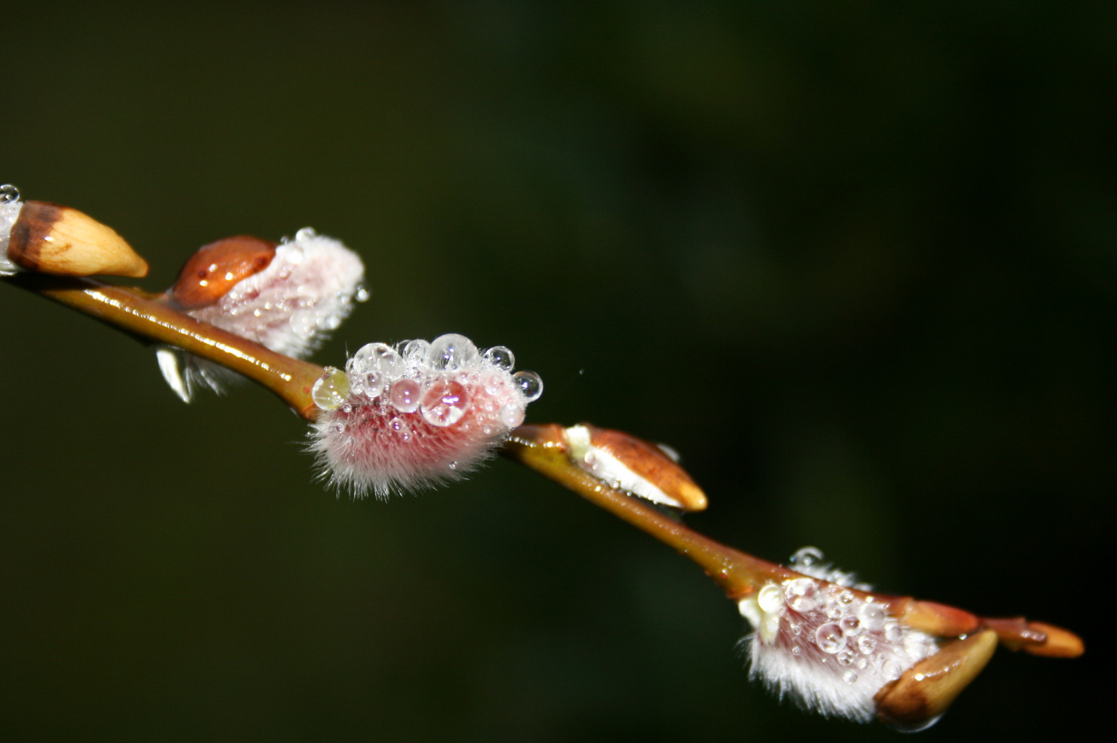 Der Frühling kommt