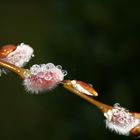 Der Frühling kommt