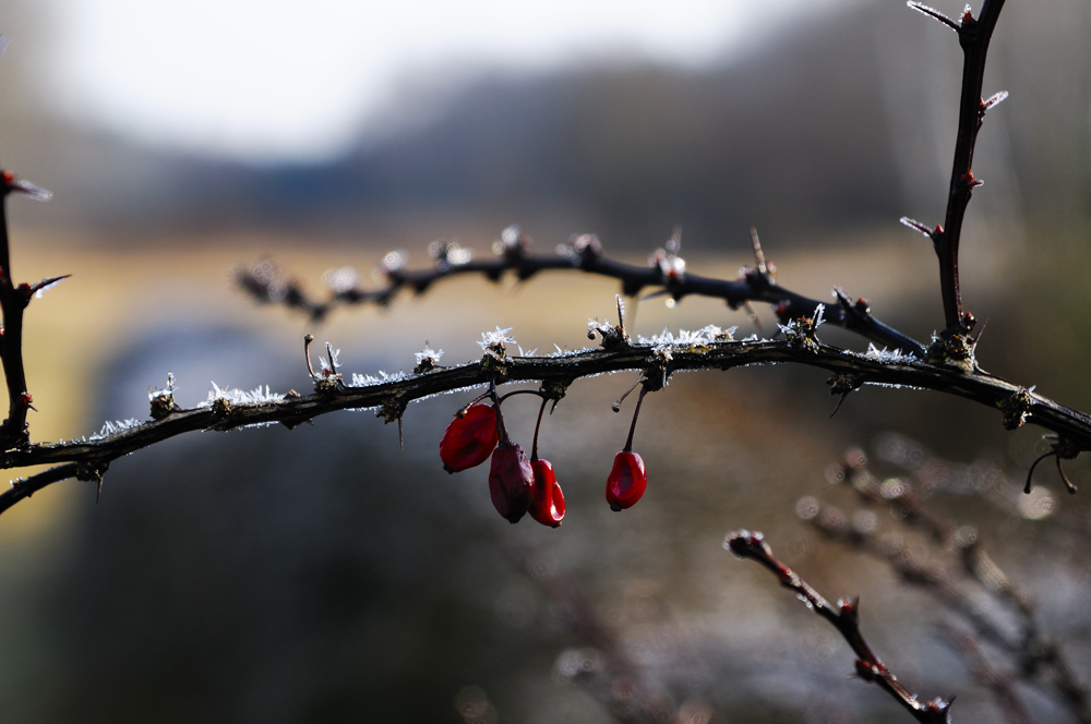 Der Frühling kommt