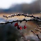 Der Frühling kommt