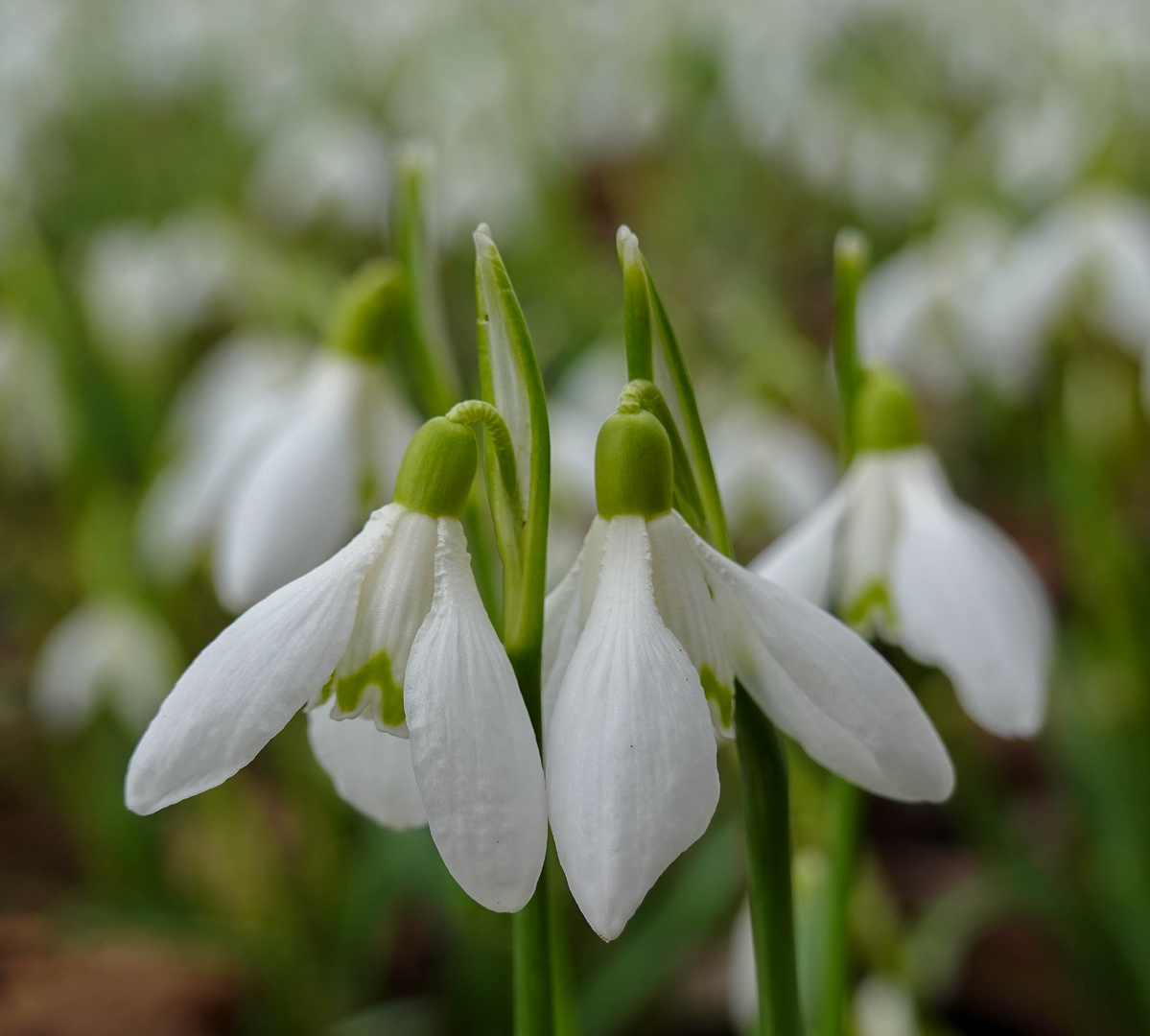 der Frühling kommt...