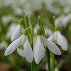 der Frühling kommt...