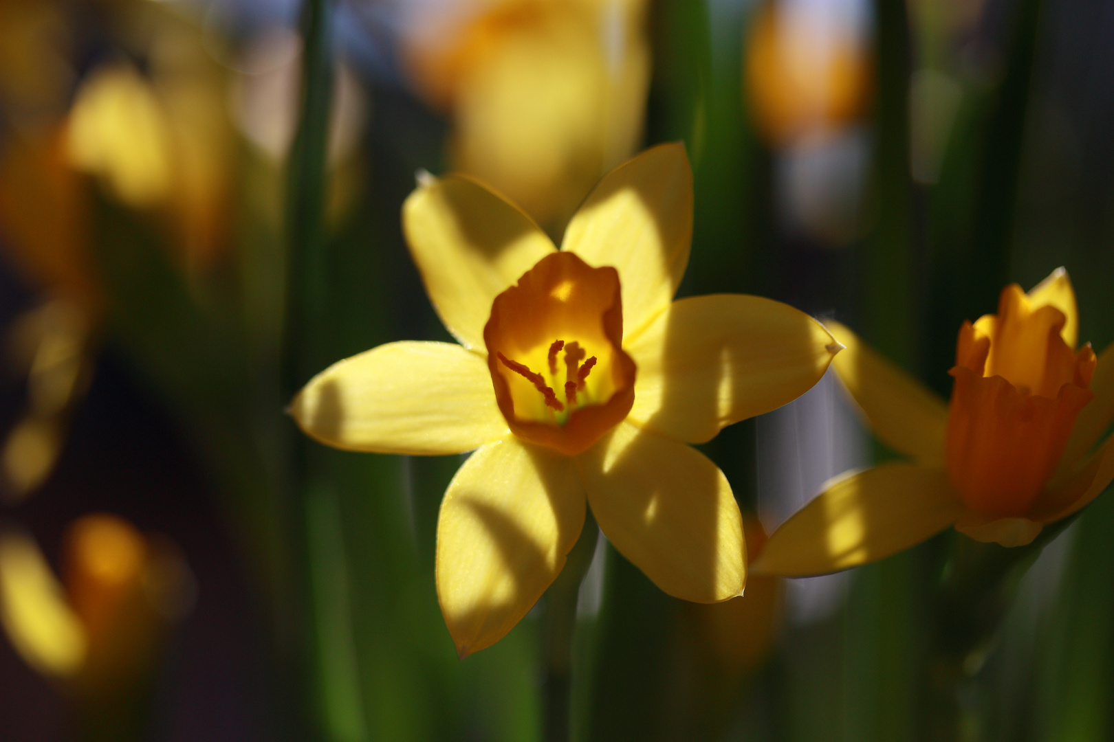 Der Frühling kommt...