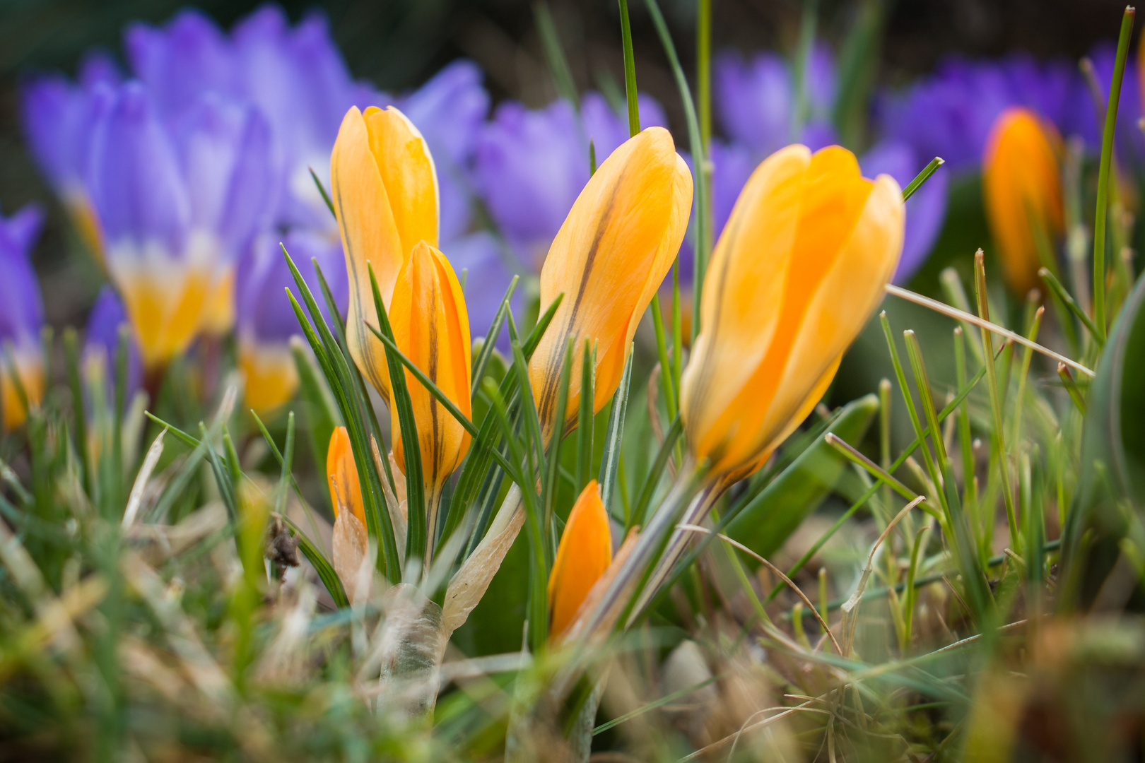 Der Frühling kommt!