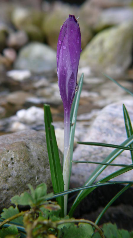 Der Frühling kommt