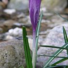 Der Frühling kommt