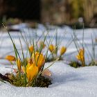 Der Frühling kommt