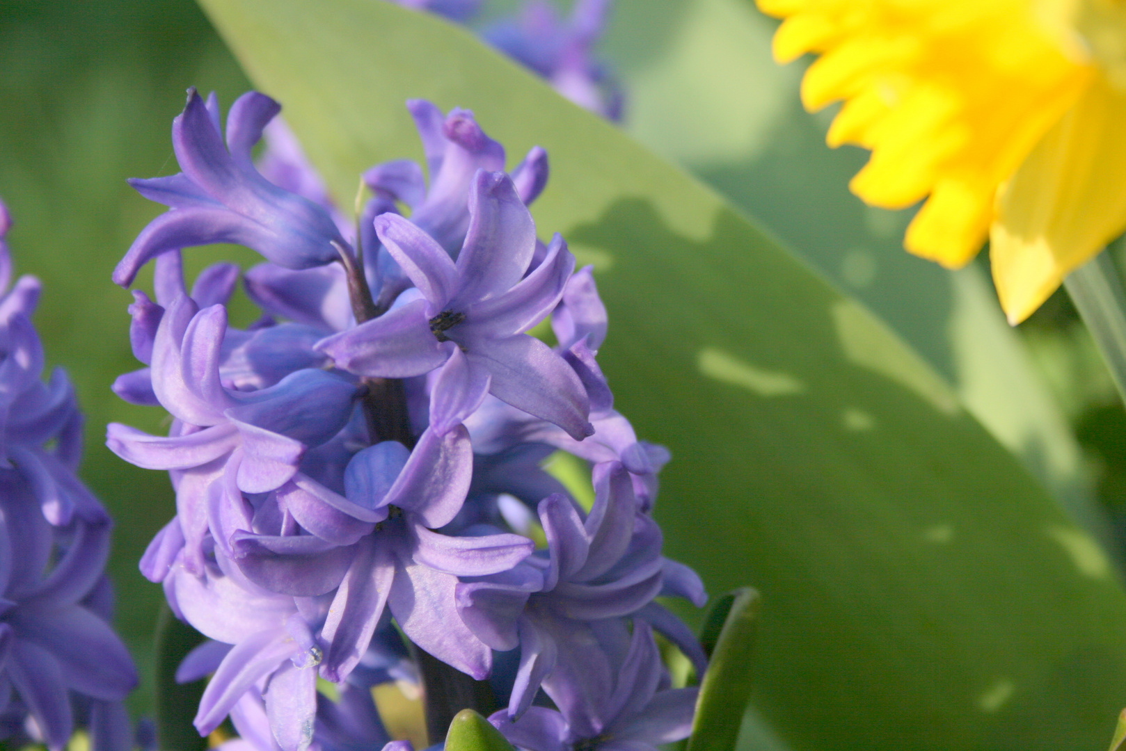 der Frühling kommt