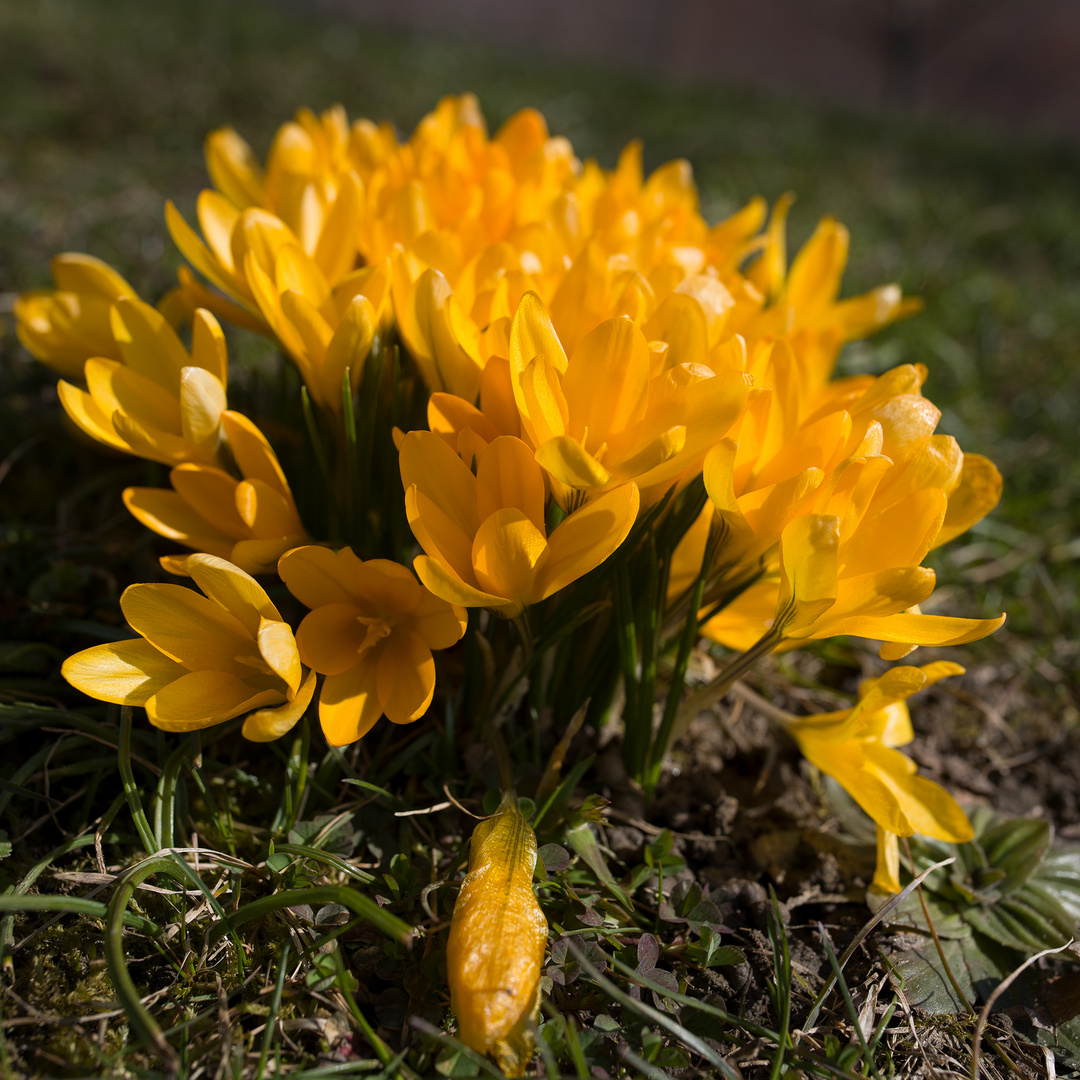 Der Frühling kommt ...