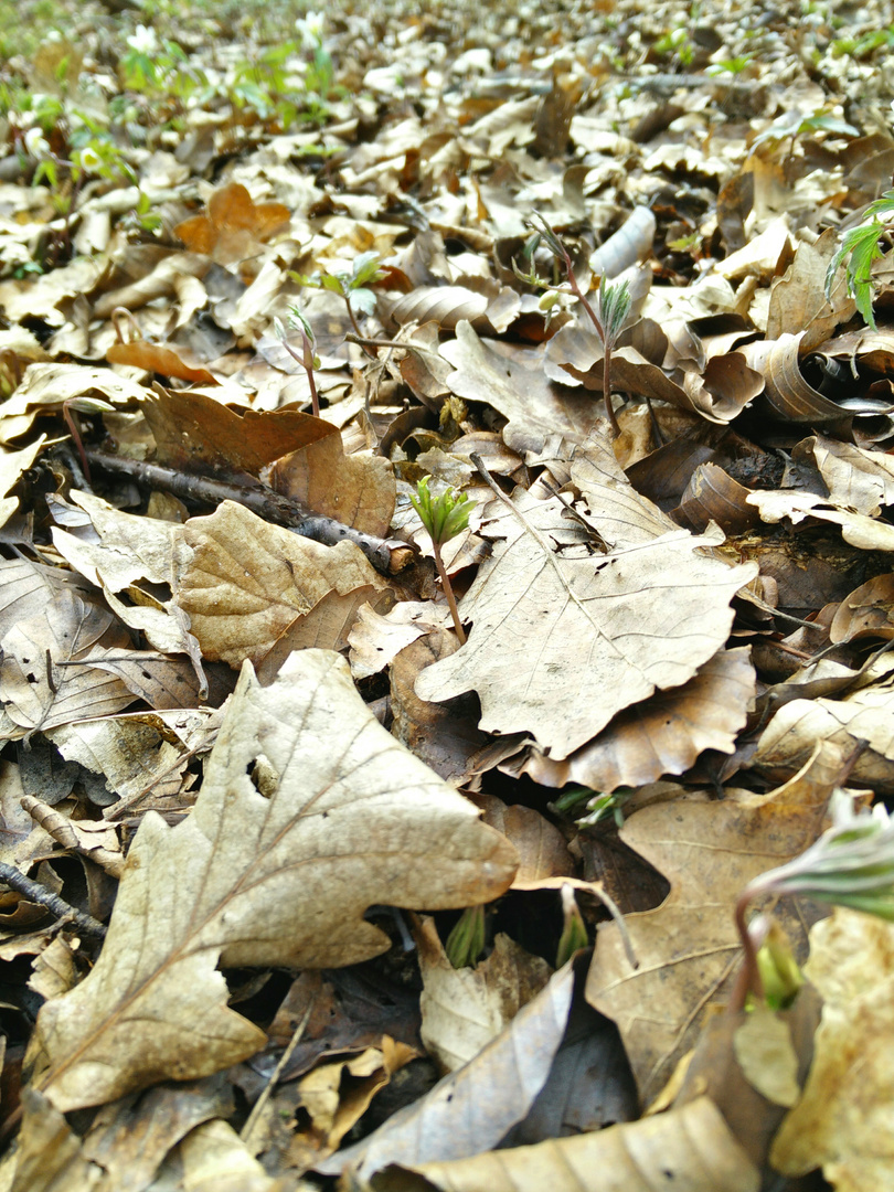 Der Frühling kommt